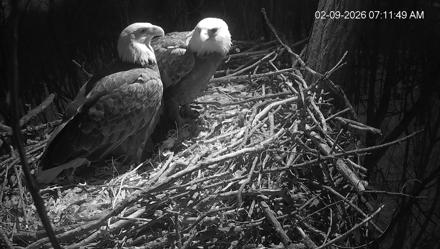 Cardinal Land Conservancy Eagles Live Webcam - Feb 9, 2026, 7:12am EST