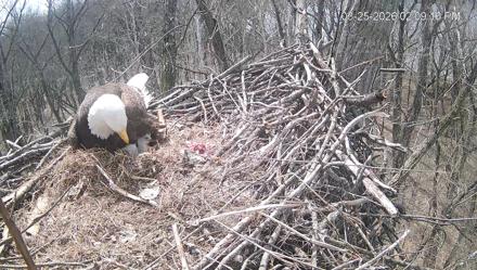 Cardinal Land Conservancy Eagles Live Webcam - Mar 25, 2026, 2:10pm EDT