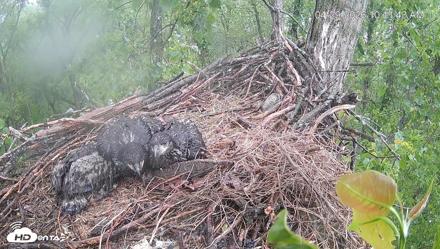 Cardinal Land Conservancy Eagles Live Webcam - Apr 29, 2026, 10:13am EDT