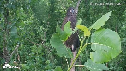 Cardinal Land Conservancy Eagles Live Webcam - Jun 15, 2026, 10:50am EDT