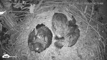 Cardinal Land Conservancy Eagles Live Webcam - May 12, 2026, 6:07am EDT
