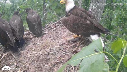 Cardinal Land Conservancy Eagles Live Webcam - May 19, 2026, 1:14pm EDT