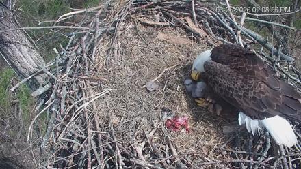 Cardinal Land Conservancy Eagles Live Webcam - Mar 25, 2026, 2:09pm EDT