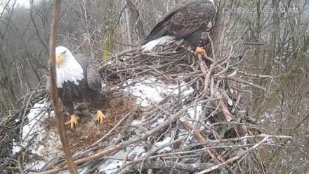 Cardinal Land Conservancy Eagles Live Webcam - Dec 7, 2025, 10:37am EST