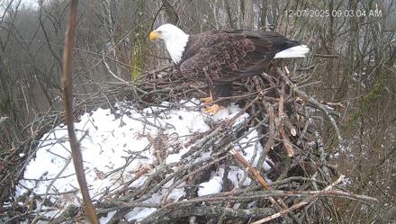 Cardinal Land Conservancy Eagles Live Webcam - Dec 7, 2025, 9:03am EST