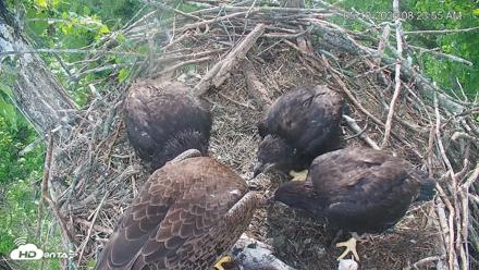 Cardinal Land Conservancy Eagles Live Webcam - May 10, 2026, 8:24am EDT
