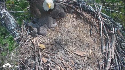 Cardinal Land Conservancy Eagles Live Webcam - Apr 15, 2026, 12:36pm EDT