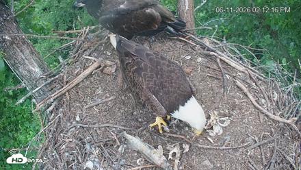Cardinal Land Conservancy Eagles Live Webcam - Jun 11, 2026, 2:13pm EDT