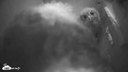 Cardinal Land Conservancy Eagles Live Webcam - Apr 12, 2026, 3:13am EDT