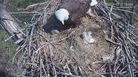Cardinal Land Conservancy Eagles Live Webcam - Mar 24, 2026, 2:12pm EDT