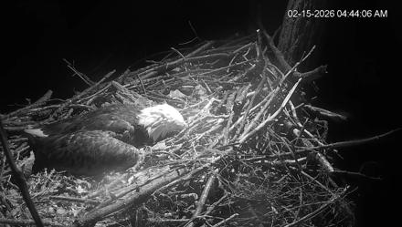 Cardinal Land Conservancy Eagles Live Webcam - Feb 15, 2026, 4:44am EST