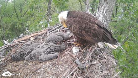 Cardinal Land Conservancy Eagles Live Webcam - Apr 22, 2026, 8:55am EDT