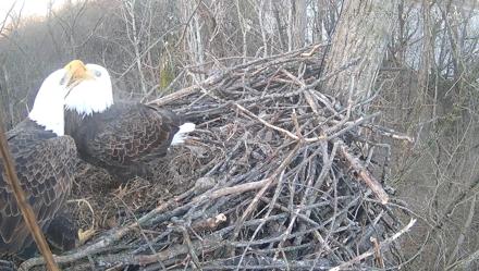Cardinal Land Conservancy Eagles Live Webcam - Jan 12, 2026, 8:11am EST