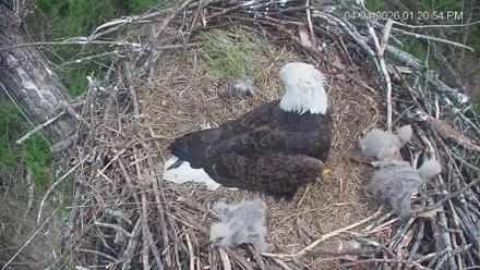Cardinal Land Conservancy Eagles Live Webcam - Apr 4, 2026, 1:21pm EDT