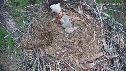 Cardinal Land Conservancy Eagles Live Webcam - Apr 1, 2026, 4:24pm EDT