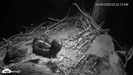 Cardinal Land Conservancy Eagles Live Webcam - May 9, 2026, 3:22am EDT