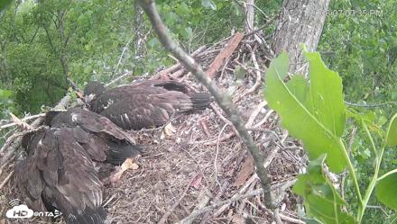 Cardinal Land Conservancy Eagles Live Webcam - May 21, 2026, 7:09pm EDT