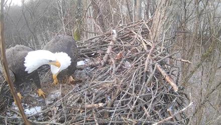 Cardinal Land Conservancy Eagles Live Webcam - Jan 1, 2026, 9:28am EST