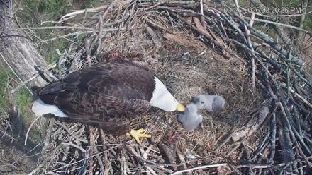 Cardinal Land Conservancy Eagles Live Webcam - Mar 26, 2026, 3:21pm EDT
