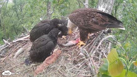 Cardinal Land Conservancy Eagles Live Webcam - May 5, 2026, 1:33pm EDT