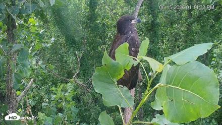 Cardinal Land Conservancy Eagles Live Webcam - Jun 15, 2026, 1:16pm EDT