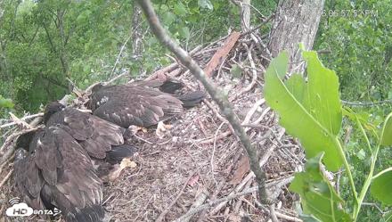Cardinal Land Conservancy Eagles Live Webcam - May 21, 2026, 6:59pm EDT