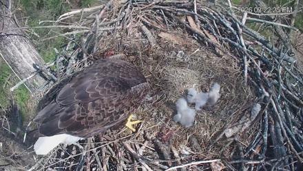 Cardinal Land Conservancy Eagles Live Webcam - Mar 26, 2026, 3:23pm EDT