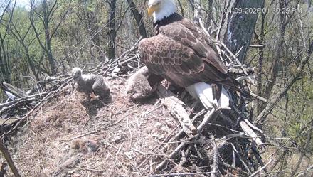 Cardinal Land Conservancy Eagles Live Webcam - Apr 9, 2026, 1:31pm EDT