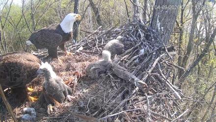 Cardinal Land Conservancy Eagles Live Webcam - Apr 9, 2026, 5:27pm EDT