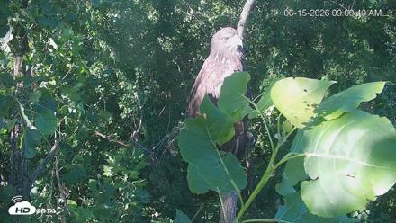 Cardinal Land Conservancy Eagles Live Webcam - Jun 15, 2026, 9:01am EDT