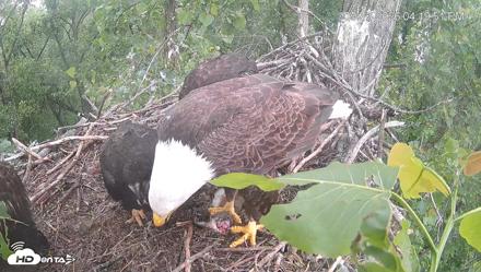 Cardinal Land Conservancy Eagles Live Webcam - May 16, 2026, 4:20pm EDT