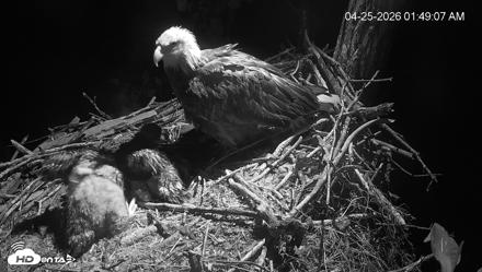 Cardinal Land Conservancy Eagles Live Webcam - Apr 25, 2026, 1:49am EDT