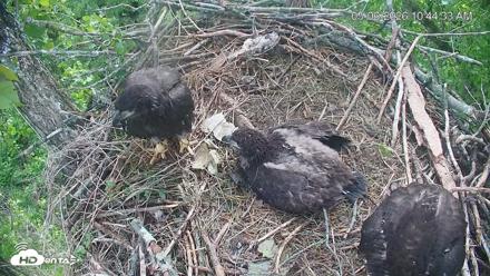 Cardinal Land Conservancy Eagles Live Webcam - May 6, 2026, 10:45am EDT