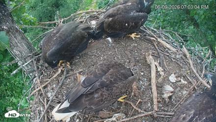 Cardinal Land Conservancy Eagles Live Webcam - Jun 9, 2026, 7:04pm EDT