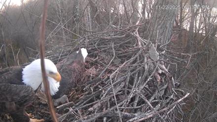 Cardinal Land Conservancy Eagles Live Webcam - Nov 22, 2025, 5:34pm EST