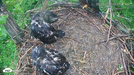 Cardinal Land Conservancy Eagles Live Webcam - May 20, 2026, 10:22am EDT
