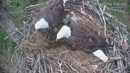 Cardinal Land Conservancy Eagles Live Webcam - Apr 1, 2026, 4:36pm EDT