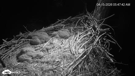 Cardinal Land Conservancy Eagles Live Webcam - Apr 15, 2026, 5:48am EDT