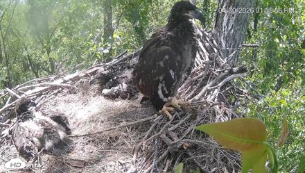 Cardinal Land Conservancy Eagles Live Webcam - Apr 30, 2026, 1:56pm EDT