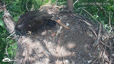 Cardinal Land Conservancy Eagles Live Webcam - Jun 7, 2026, 2:05pm EDT
