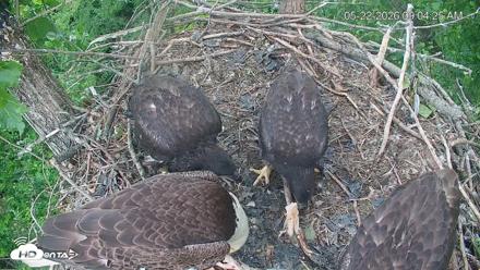 Cardinal Land Conservancy Eagles Live Webcam - May 22, 2026, 9:05am EDT