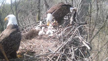 Cardinal Land Conservancy Eagles Live Webcam - Mar 31, 2026, 12:38pm EDT
