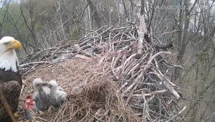 Cardinal Land Conservancy Eagles Live Webcam - Apr 1, 2026, 3:28pm EDT