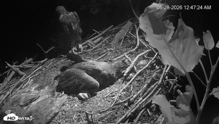 Cardinal Land Conservancy Eagles Live Webcam - May 28, 2026, 12:48am EDT