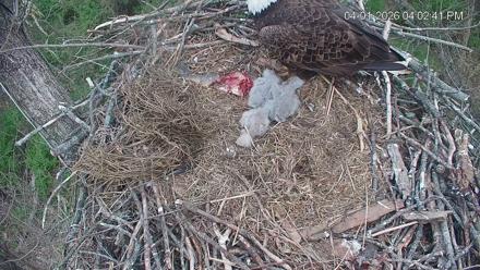 Cardinal Land Conservancy Eagles Live Webcam - Apr 1, 2026, 4:03pm EDT