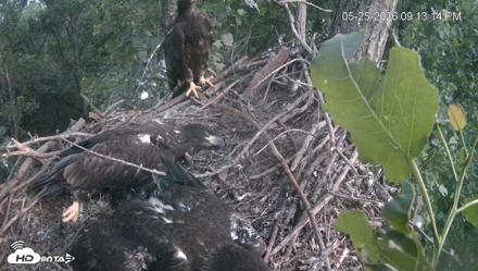 Cardinal Land Conservancy Eagles Live Webcam - May 25, 2026, 9:13pm EDT