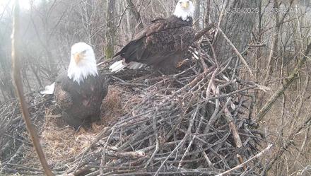 Cardinal Land Conservancy Eagles Live Webcam - Dec 30, 2025, 10:34am EST