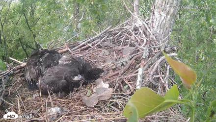 Cardinal Land Conservancy Eagles Live Webcam - May 6, 2026, 9:58am EDT