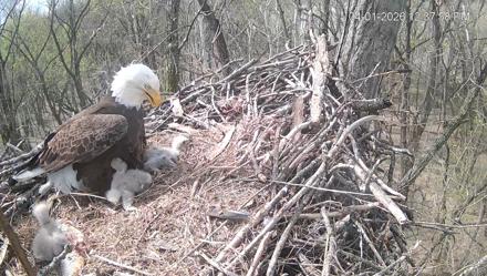 Cardinal Land Conservancy Eagles Live Webcam - Apr 1, 2026, 12:38pm EDT