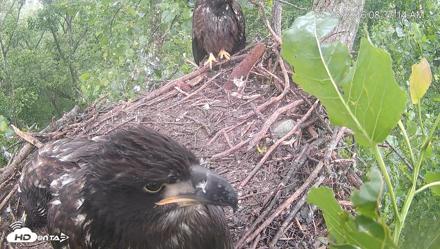 Cardinal Land Conservancy Eagles Live Webcam - May 28, 2026, 8:38am EDT